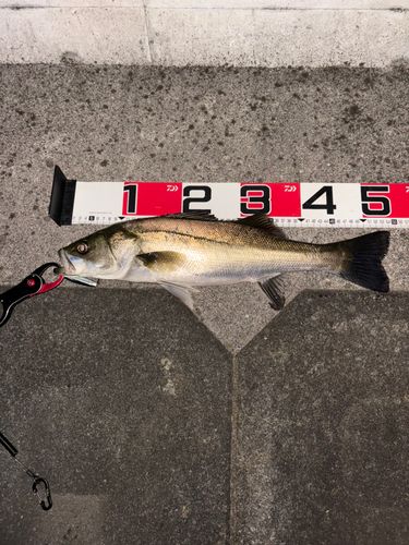 シーバスの釣果