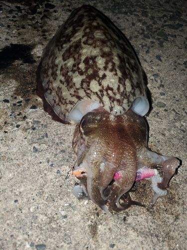 コウイカの釣果