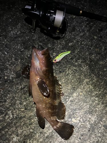 キジハタの釣果