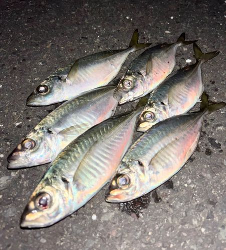 アジの釣果
