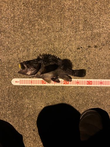 クロソイの釣果