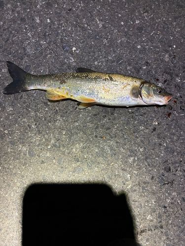 マルタウグイの釣果