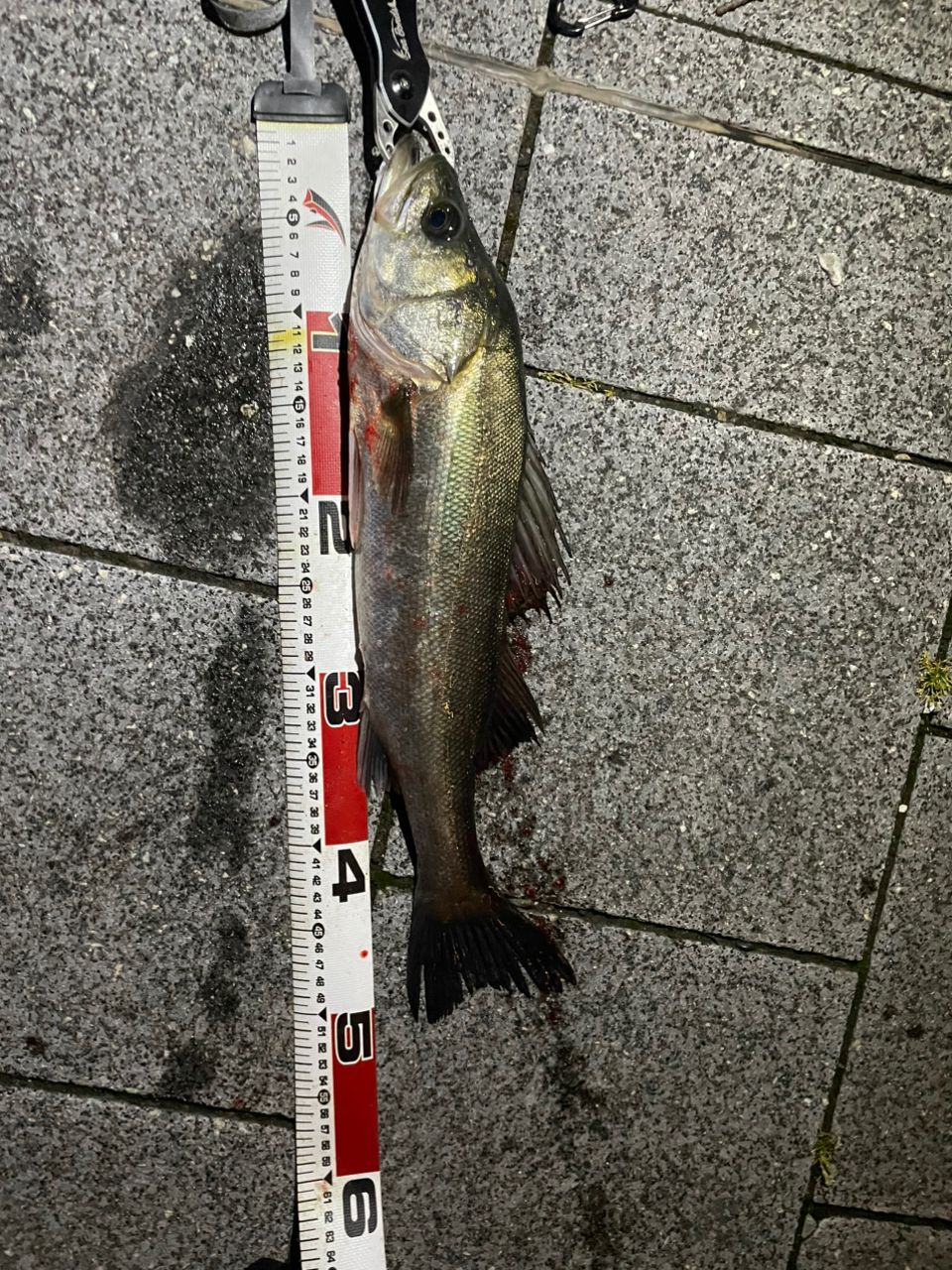 SHIMANO 23ディアルーナ S90Lの最安値・インプレ・釣果 | 本音の口コミ