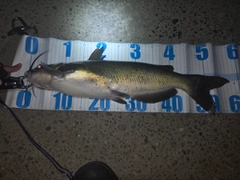 ナマズの釣果