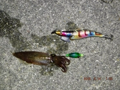 ヒイカの釣果
