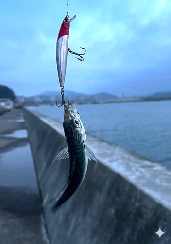 サバの釣果