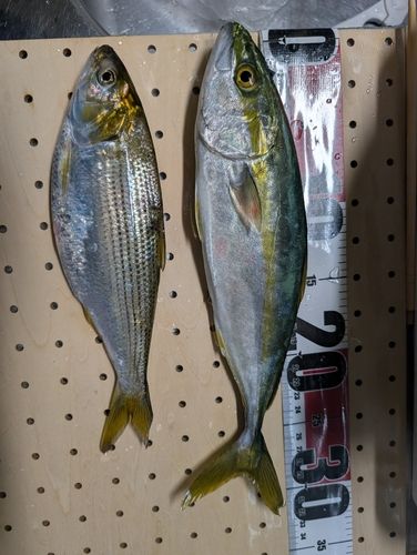 ワカシの釣果