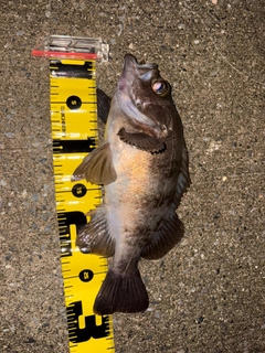 メバルの釣果