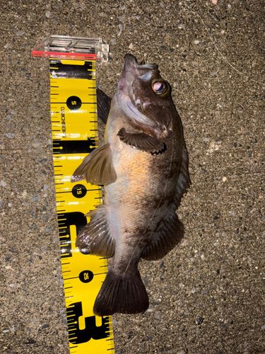 メバルの釣果