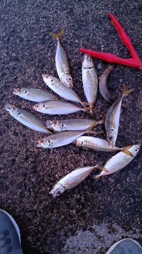 アジの釣果