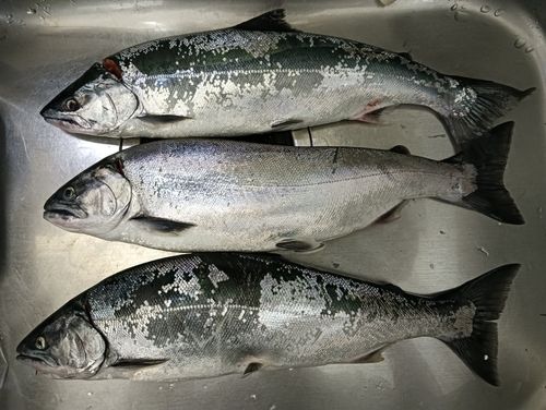 サクラマスの釣果
