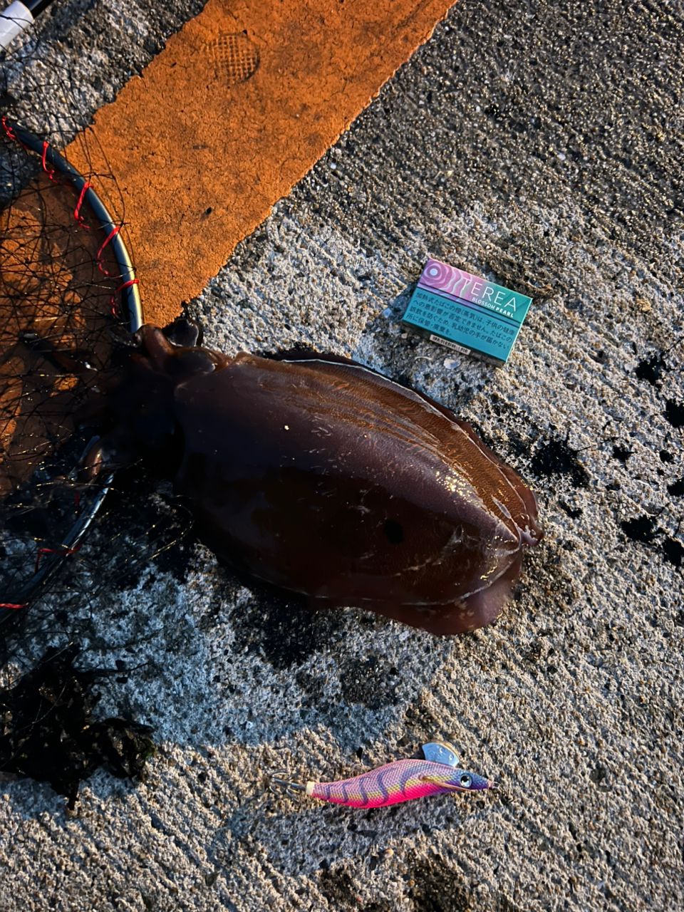 イカの釣果写真