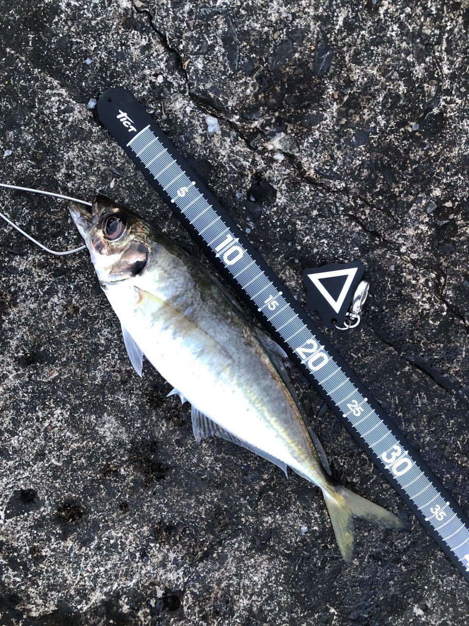 DAIWA 21カルディア FC LT2500Sの最安値・インプレ・釣果 | 本音の