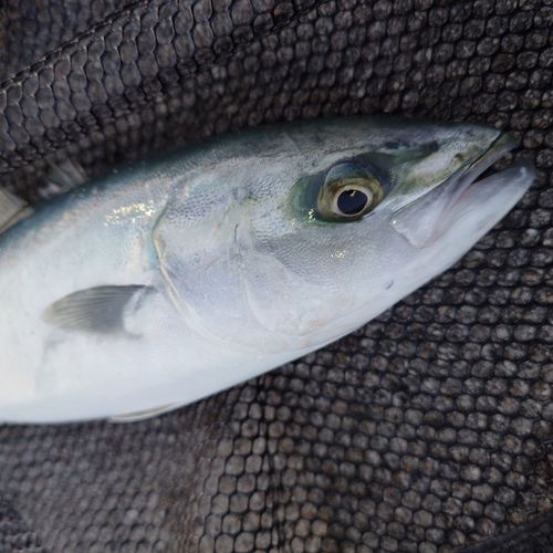 ツバイソの釣果