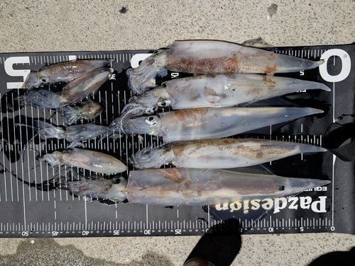 イカの釣果