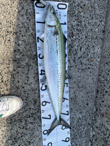 サワラの釣果