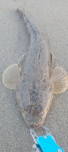 マゴチの釣果