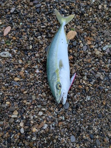 ワカシの釣果