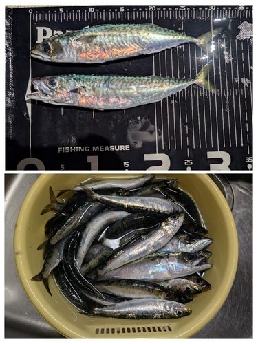 釣果