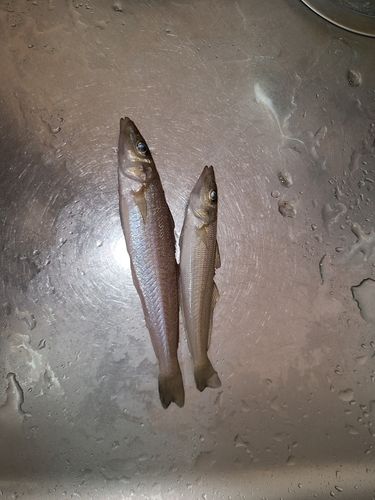 キスの釣果