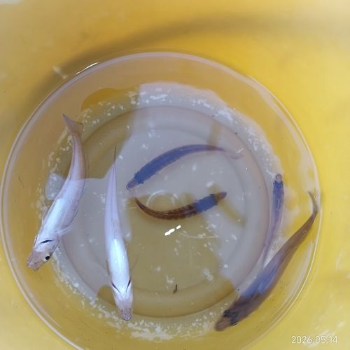 マアジの釣果