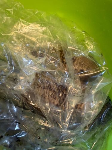 コウイカの釣果