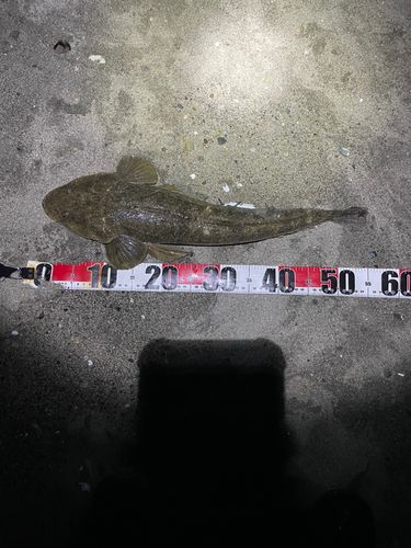 マゴチの釣果