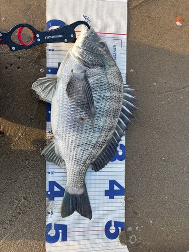 クロダイの釣果