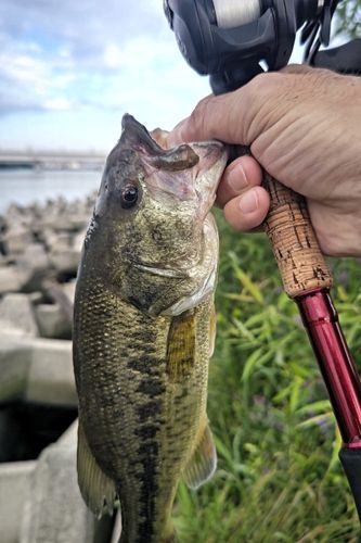 ラージマウスバスの釣果
