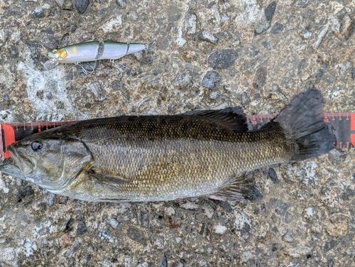 スモールマウスバスの釣果