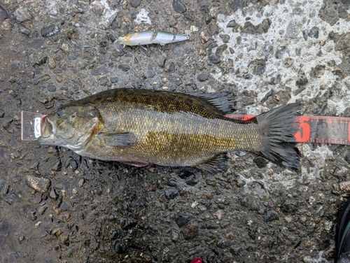 スモールマウスバスの釣果