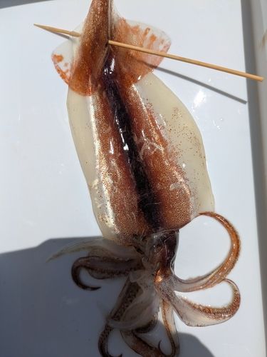 スルメイカの釣果