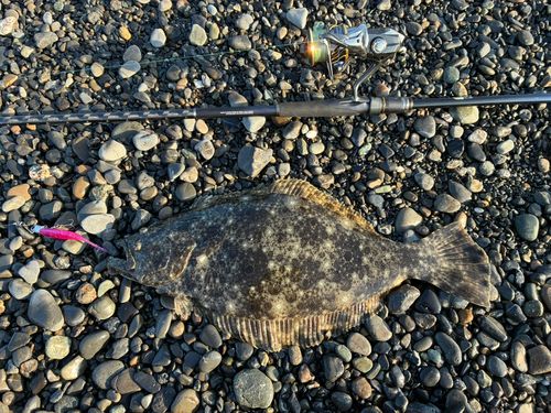 ヒラメの釣果
