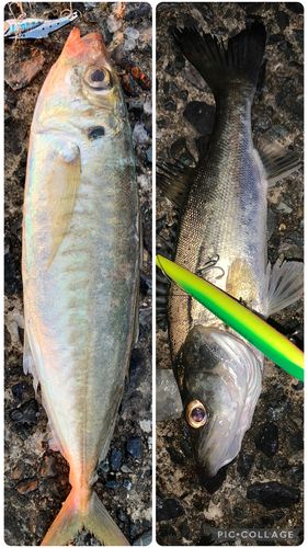 マルアジの釣果