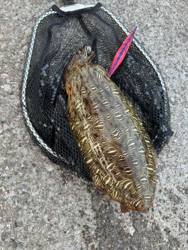 モンゴウイカの釣果