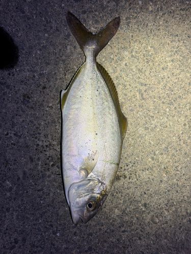ショゴの釣果