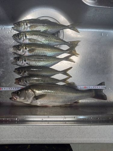 アジの釣果