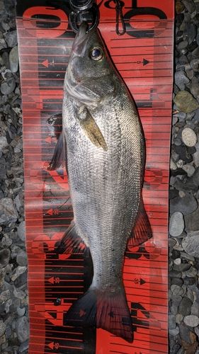 セイゴ（ヒラスズキ）の釣果