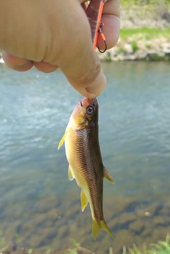カワムツの釣果