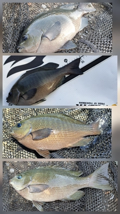 メジナの釣果