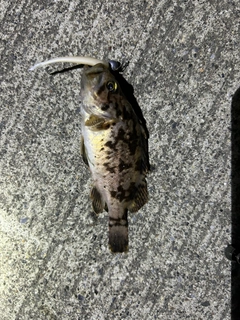 クロソイの釣果