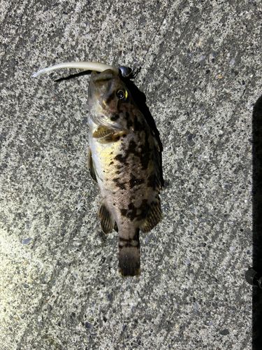クロソイの釣果