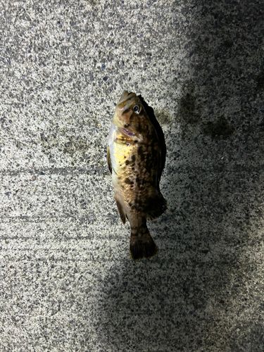 クロソイの釣果