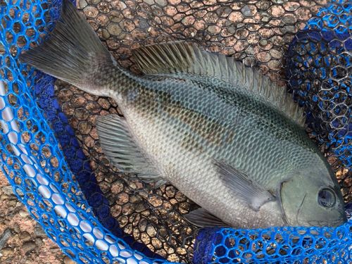 グレの釣果