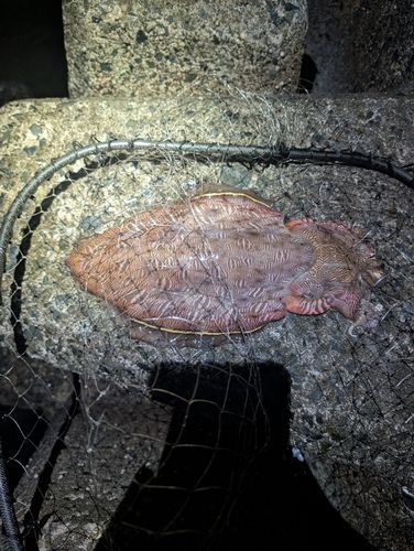 モンゴウイカの釣果