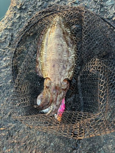 モンゴウイカの釣果
