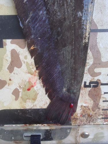 ナマズの釣果