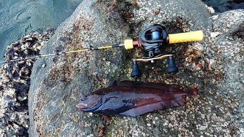 ドンコの釣果