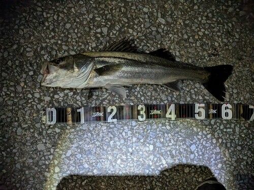 シーバスの釣果