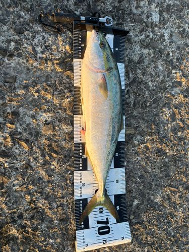 ハマチの釣果